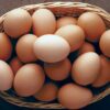 eggs