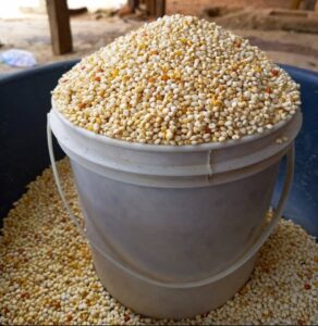 white Guinea Corn