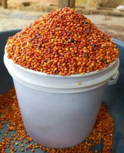 Red Guinea Corn (Sorghum)