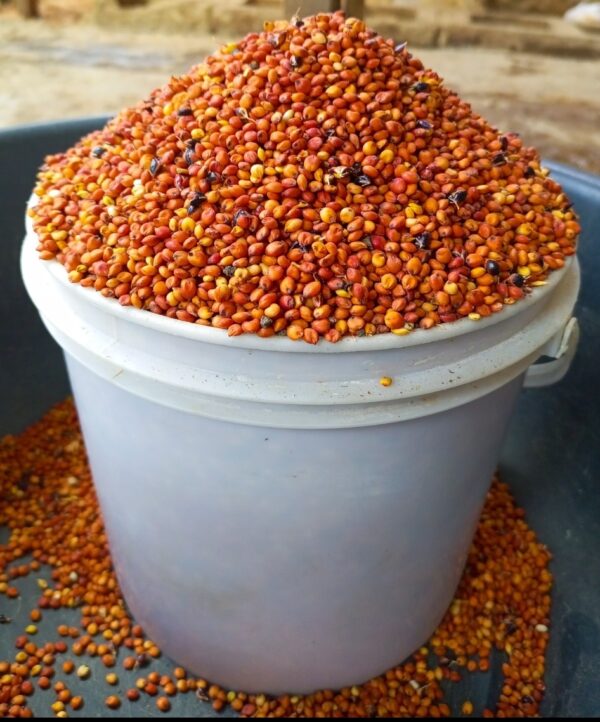 Red Guinea Corn (1 Paint Rubber)