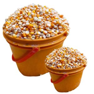yellow maize