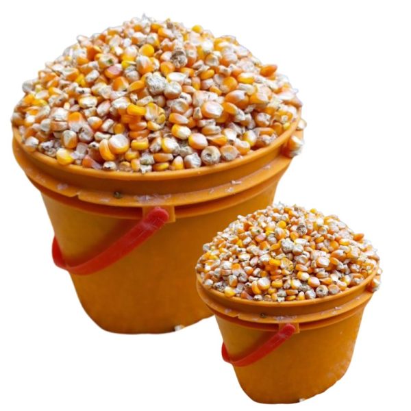 yellow maize