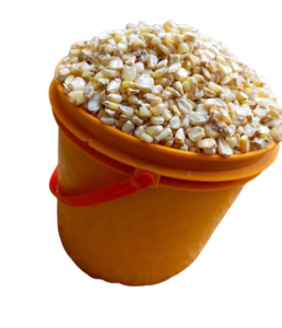 maize