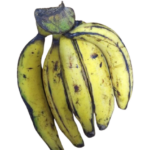 plantain