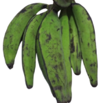 un-ripe plantains