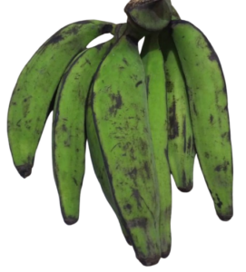 un-ripe plantains
